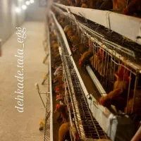 تخم مرغ رسمی گلپایگان|خوردنی و آشامیدنی|ساری, |دیوار