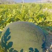 هندوانه شب یلدا