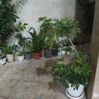 فروش گل های زیبا