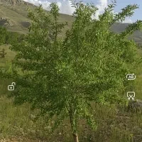 باغ 2 هکتاری در روستای زرند قیدار|فروش زمین و ملک کلنگی|سجاس رود, |دیوار