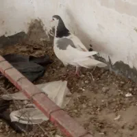 کبوتر کتل نرومادن|پرنده|اصفهان, شهشهان|دیوار