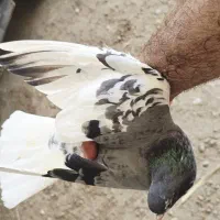 شهری سبز