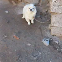 واگذاری سفید برفی