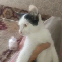 چندعددگربه رایگان