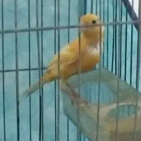 قناری ماده لاکی|پرنده|شیراز, محراب|دیوار