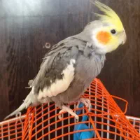 عروس هلندی نر سخنگو رام