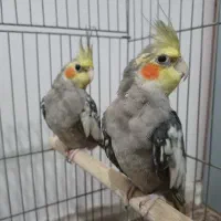 عروس هلندی مرواریدی جوان