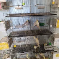 فروش سالن عروس هلندی