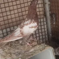 سینه سیاه و سینه زرد