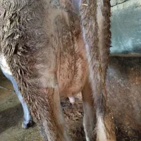 سلام گاو گوساله بران سویس 15کیلو شیر