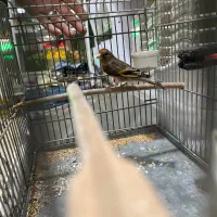 سهره قناری|پرنده|کرج, حیدرآباد|دیوار