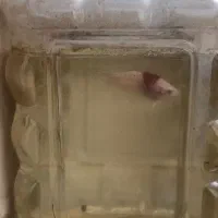 ماهی فایتر پلاکت|ماهی|تهران, جوادیه|دیوار