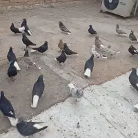 سری دم سفید درجه یک|پرنده|حمیدیه, |دیوار