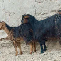 دوتا.کهره مری جملی|حیوانات مزرعه|زابل, |دیوار