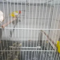 فنچ گلدین کرواتی|پرنده|هشتگرد, شهرک سهیلیه|دیوار