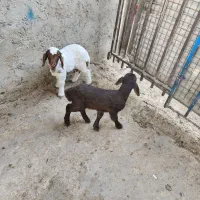 بره شیری|حیوانات مزرعه|خمینی‌شهر, |دیوار
