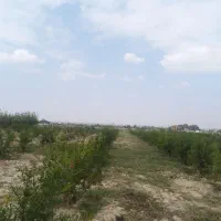 یک هکتار باغ انار 3 ساله