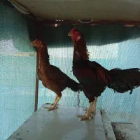 مرغ خروس لاری