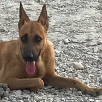 واگذاری تعدادی توله مالینویز