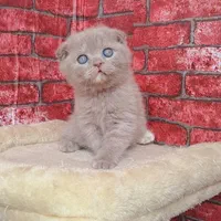 میوهاپ/ شهر گربههای اشرافی|گربه|رشت, گلسار|دیوار