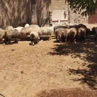 48عدد میش داشتی درجه یک آبستن 4ماه