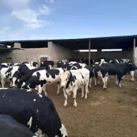 کارگرگاوداریحقوق۱۵باجایخواب