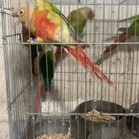 خریدوفروش انواع پرنده وکبوتروقفس ولوازم ودان ودارو|پرنده|آمل, |دیوار