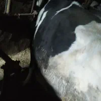 گاو شیری با گوساله