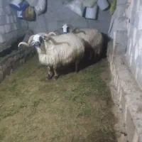 قوچ|حیوانات مزرعه|ارس, |دیوار