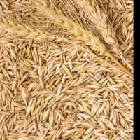 باسلام جوموجوده شش ماهی هستن