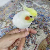 عروس هلندی|پرنده|قم, پردیسان|دیوار