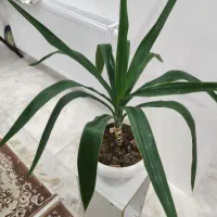 گیاه یوکا|گل و گیاه طبیعی|قزوین, |دیوار