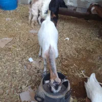 بز ماده|حیوانات مزرعه|بندر کنگان, |دیوار