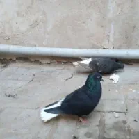 کفتر زاغ دم سفید مشکی دم سفید خال سبز سار سینه