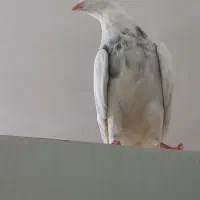 کفتر|پرنده|دهگلان, |دیوار