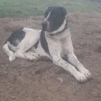 سگ گله ای|سگ|عطاملک, |دیوار