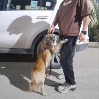 سلام سگ پامر