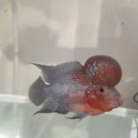 ماهی فلاور هورن اصل