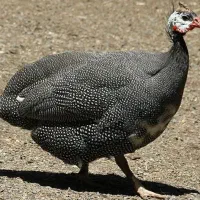 مرغ شاخدار (نر و ماده) جوان و واکسن خورده خروس