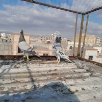 کبوتر کفتر|پرنده|اقبالیه, |دیوار