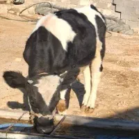 گوساله ۵ ماه .وزن گوساله تقریبا دویست پنجا کیلو