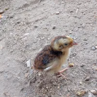 جوجه بلدرچین ۶ روزه سرحال و سالم