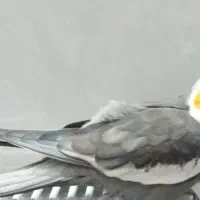 عروس هلندی گمشده|حیوانات|یزد, |دیوار