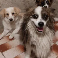 سگهای پامرخانگی سالم و باهوش،۳تاباهم فقط۶میلیون