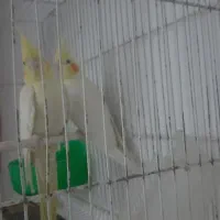 عروس هلندی