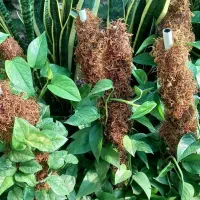 گل با بهترین کیفیت قیمت