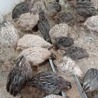 بلدرچین گوشتی