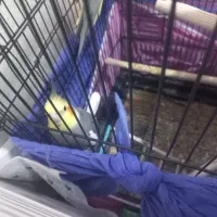 عروس هلندی|پرنده|کردکوی, |دیوار