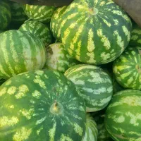 میوه  تره  بار  هندوانه