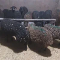 بره وزن ۳۵ تا ۴۰ کیلو تضمینی|حیوانات مزرعه|هشتگرد, تهران دشت|دیوار